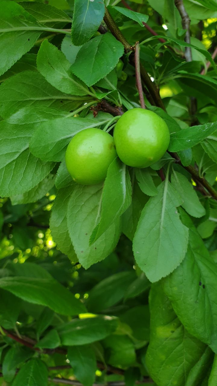 آلوچه گیلان برکاده کوچصفهان